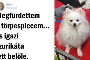 17 kép, amely bebizonyítja, hogy az állatok és a víz egy összeegyeztethetetlen mérkőzés