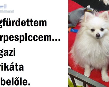 17 kép, amely bebizonyítja, hogy az állatok és a víz egy összeegyeztethetetlen mérkőzés