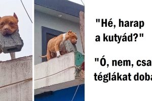 20+ kép, amely bebizonyítja, hogy az élet az állatokkal soha nem unalmas