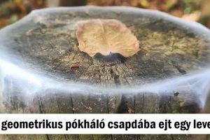 20 alkalom, amikor a természet varázslatot teremtett mindenféle modern tudomány nélkül