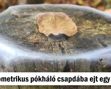 20 alkalom, amikor a természet varázslatot teremtett mindenféle modern tudomány nélkül