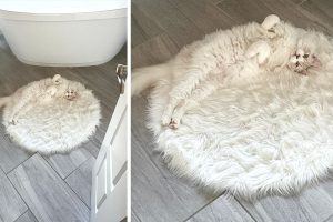 15+ állat, akik úgy illeszkednek a környezetükbe, mintha ez lenne a munkájuk