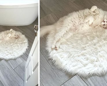 15+ állat, akik úgy illeszkednek a környezetükbe, mintha ez lenne a munkájuk