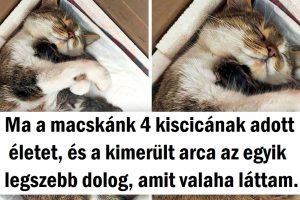 15 állat, akiknek az érzelmei hangosabban beszélnek, mint a dorombolásuk, ugatásuk és csiripelésük.