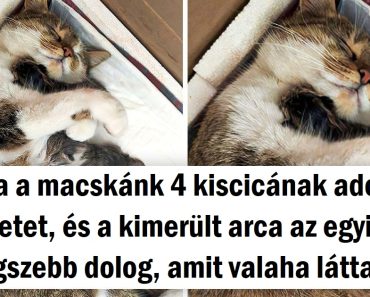 15 állat, akiknek az érzelmei hangosabban beszélnek, mint a dorombolásuk, ugatásuk és csiripelésük.