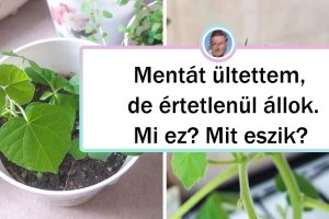 20+ férfi, akik olyan növényeket termesztenek, amivel a legtapasztaltabb kertészeket is megszégyenítik