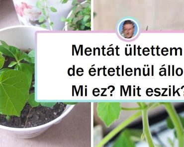 20+ férfi, akik olyan növényeket termesztenek, amivel a legtapasztaltabb kertészeket is megszégyenítik