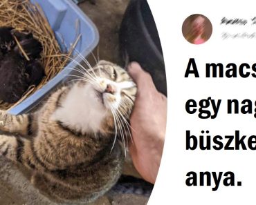 15+ őszinte fotó, ami kellemesebb, mint egy esti habfürdő