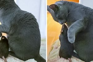 20+ váratlan állatbarátság, amely bebizonyítja, hogy a szeretet nem ismer határokat
