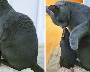 20+ váratlan állatbarátság, amely bebizonyítja, hogy a szeretet nem ismer határokat