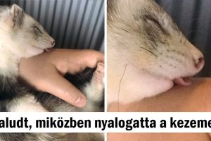 21 álmos állat, akik olyanok, mint mi vagyunk ebben az évszakban