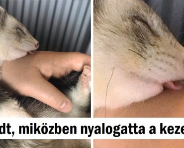21 álmos állat, akik olyanok, mint mi vagyunk ebben az évszakban