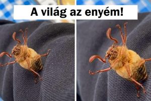 20 alkalom, amikor az állatok megmutatták, hogy a saját szabályaik szerint akartak játszani