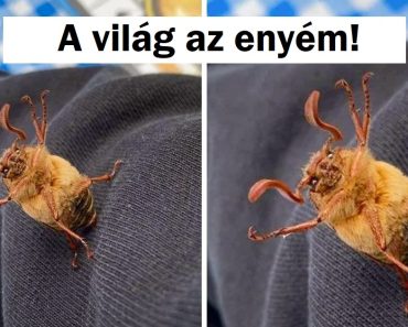 20 alkalom, amikor az állatok megmutatták, hogy a saját szabályaik szerint akartak játszani