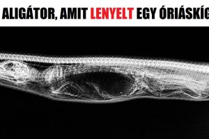 26 elragadó fénykép, amit nehéz elfelejteni
