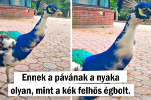 15+ kép, amelyek bebizonyítják, hogy az anyatermészet lenne a legjobb diák bármelyik dizájniskolában