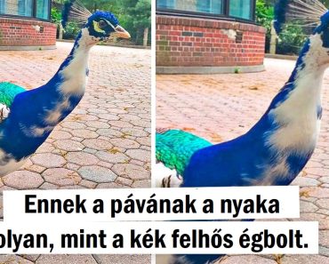 15+ kép, amelyek bebizonyítják, hogy az anyatermészet lenne a legjobb diák bármelyik dizájniskolában