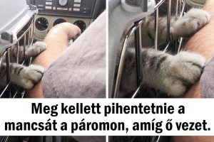20 ember és háziállat, akik nem bírnak elszakadni egymástól