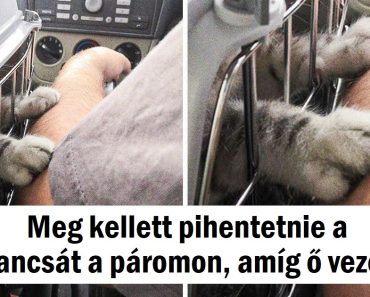 20 ember és háziállat, akik nem bírnak elszakadni egymástól