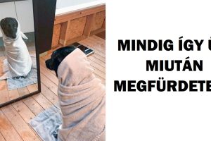 15 alkalom, amikor az állatokat rajtakapták, hogy szuper drámaiak voltak