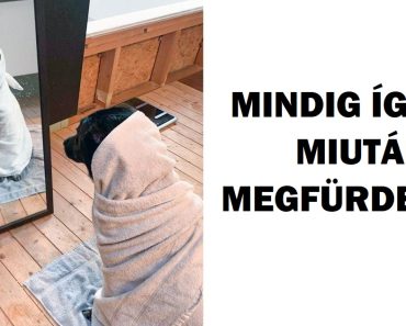 15 alkalom, amikor az állatokat rajtakapták, hogy szuper drámaiak voltak
