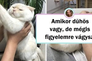 15 háziállat, akiknek a bája levesz a lábadról