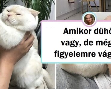 15 háziállat, akiknek a bája levesz a lábadról