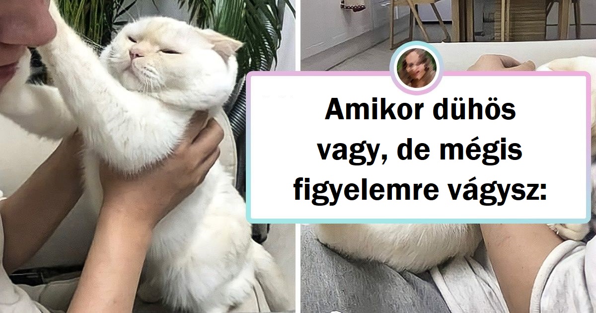 15 háziállat, akiknek a bája levesz a lábadról