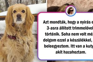 19 állat, akik annyira megváltoztak fodrász után, hogy a gazdáik alig ismertek rájuk