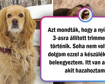 19 állat, akik annyira megváltoztak fodrász után, hogy a gazdáik alig ismertek rájuk