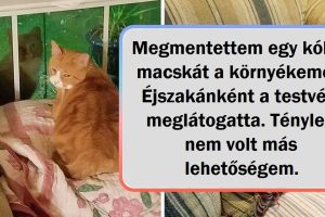 15+ háziállat, akik bebizonyítják, hogy az élet nem lenne ugyanaz a legjobb barátok nélkül