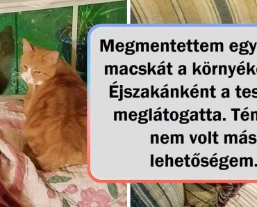 15+ háziállat, akik bebizonyítják, hogy az élet nem lenne ugyanaz a legjobb barátok nélkül