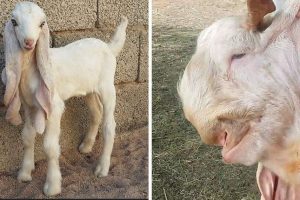 20 állat, amelytől legszívesebben azt kérdeznéd „Mégis mi vagy te?”