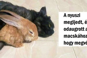 20 fotó, amely bebizonyítja, hogy nem a vér tesz családdá, hanem a feltétel nélküli szeretetet