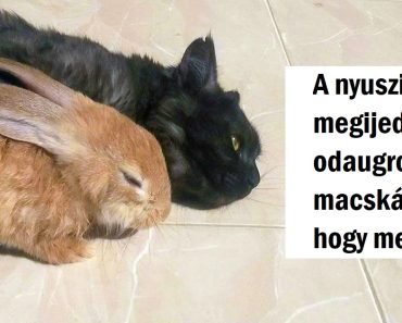 20 fotó, amely bebizonyítja, hogy nem a vér tesz családdá, hanem a feltétel nélküli szeretetet