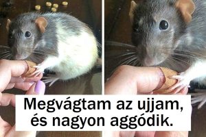 22 kép, amely bebizonyítja, hogy az állatok és az emberek közötti kötelék erősebb az acélnál