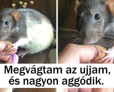 22 kép, amely bebizonyítja, hogy az állatok és az emberek közötti kötelék erősebb az acélnál