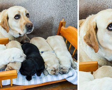 20 fotó, ami pontosan azt a pillanatot örökítette meg, amikor a szőrmók szülőknek elfogyott a türelme