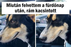 20+ háziállat, akiknek életük legjobb napja van (az arcukból meg lehet állapítani)