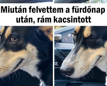 20+ háziállat, akiknek életük legjobb napja van (az arcukból meg lehet állapítani)