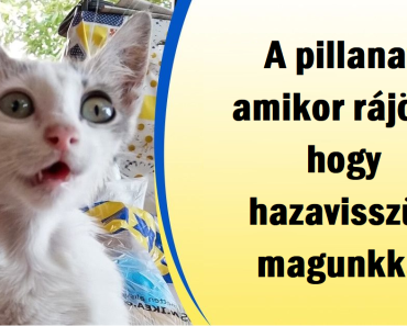 20+ kép mutatja, hogy a boldogság mindig elérhető közelségben van, ha értékeled az egyszerű dolgokat
