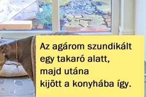 15+ fotó, amelyek éppen a megfelelő pillanatban készültek
