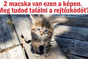 20+ macska, akik jártasak az álcázás művészetében és próbára tehetik a megfigyelőképességed