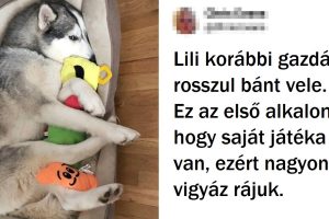 20+ állat, akik semmi jóra nem számítottak, de az élet meglepte őket