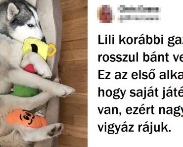 20+ állat, akik semmi jóra nem számítottak, de az élet meglepte őket