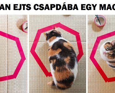 20 fotó, amely bebizonyítja, hogy a macska logika nagyon vicces