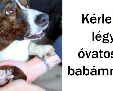 20 fotó, ami megmutatja, hogy az igaz szeretet bármilyen formában és méretben érkezhet