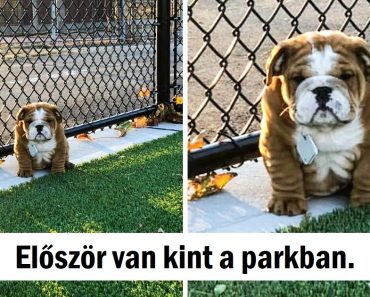 25 kínos háziállat, akik meghódítják a szívünket