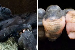 20 állat egyedülálló tulajdonságokkal, amelyek elképesztőek a maguk tökéletlenségükben