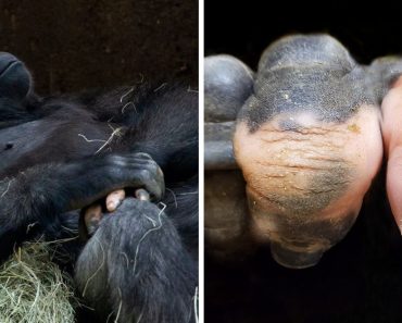20 állat egyedülálló tulajdonságokkal, amelyek elképesztőek a maguk tökéletlenségükben